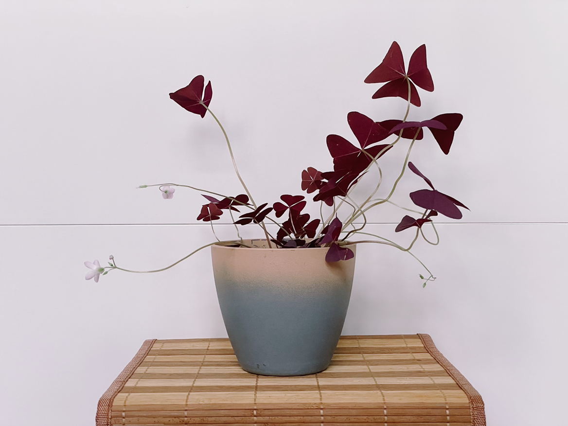 Photo of the plant species Purple Shamrocks by @rideyafuchini named Butterfree on Greg, the plant care app