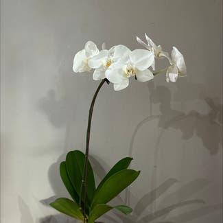 Phalaenopsis Orchid plant in Subang Jaya, Selangor