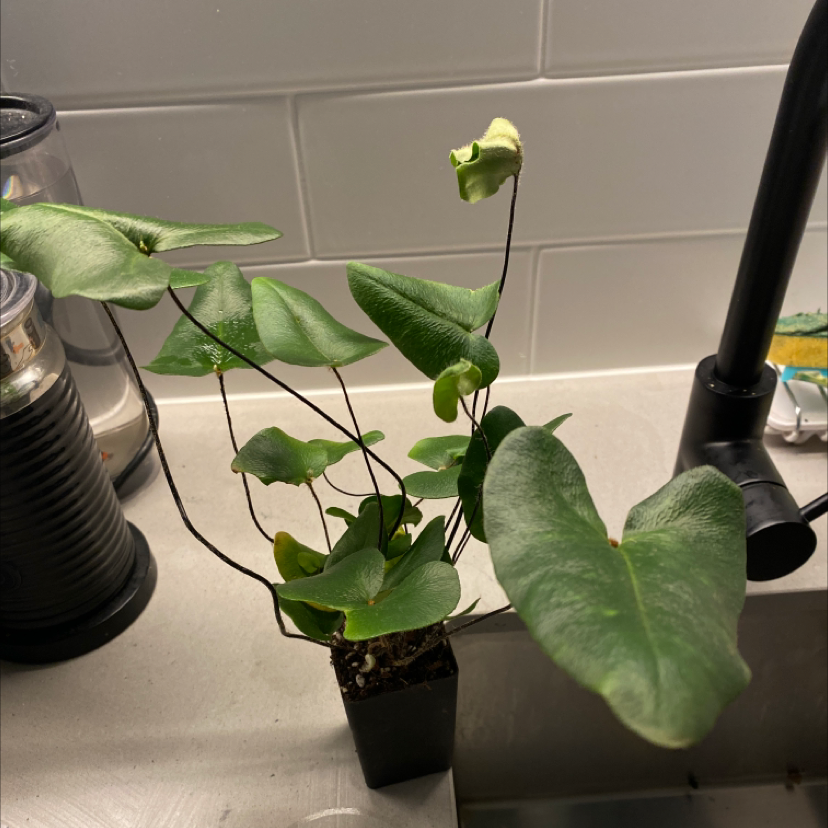 Photo of the plant species Heart Fern by @M.struck96 named Taylor Swift on Greg, the plant care app
