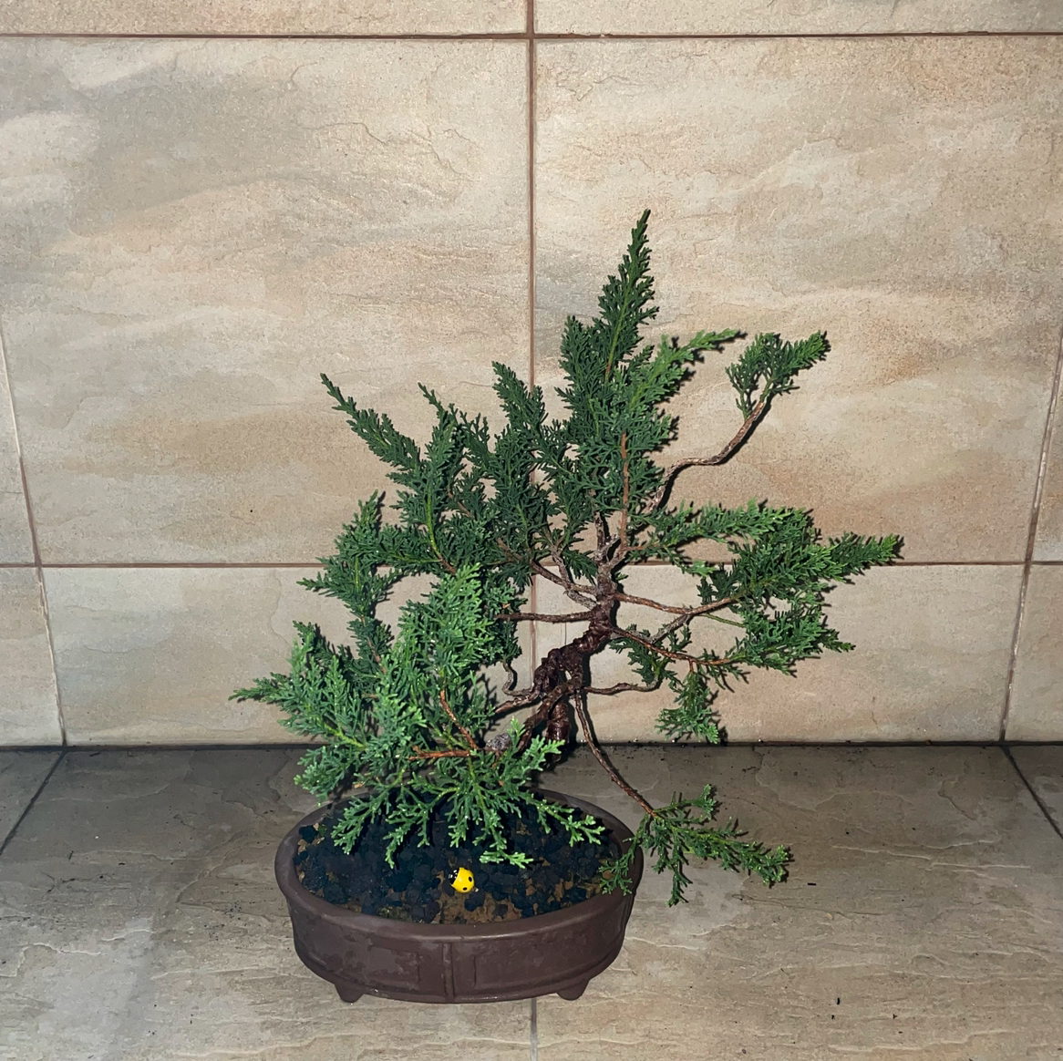 Sargent Juniper plant in a shallow pot against a tiled wall background.