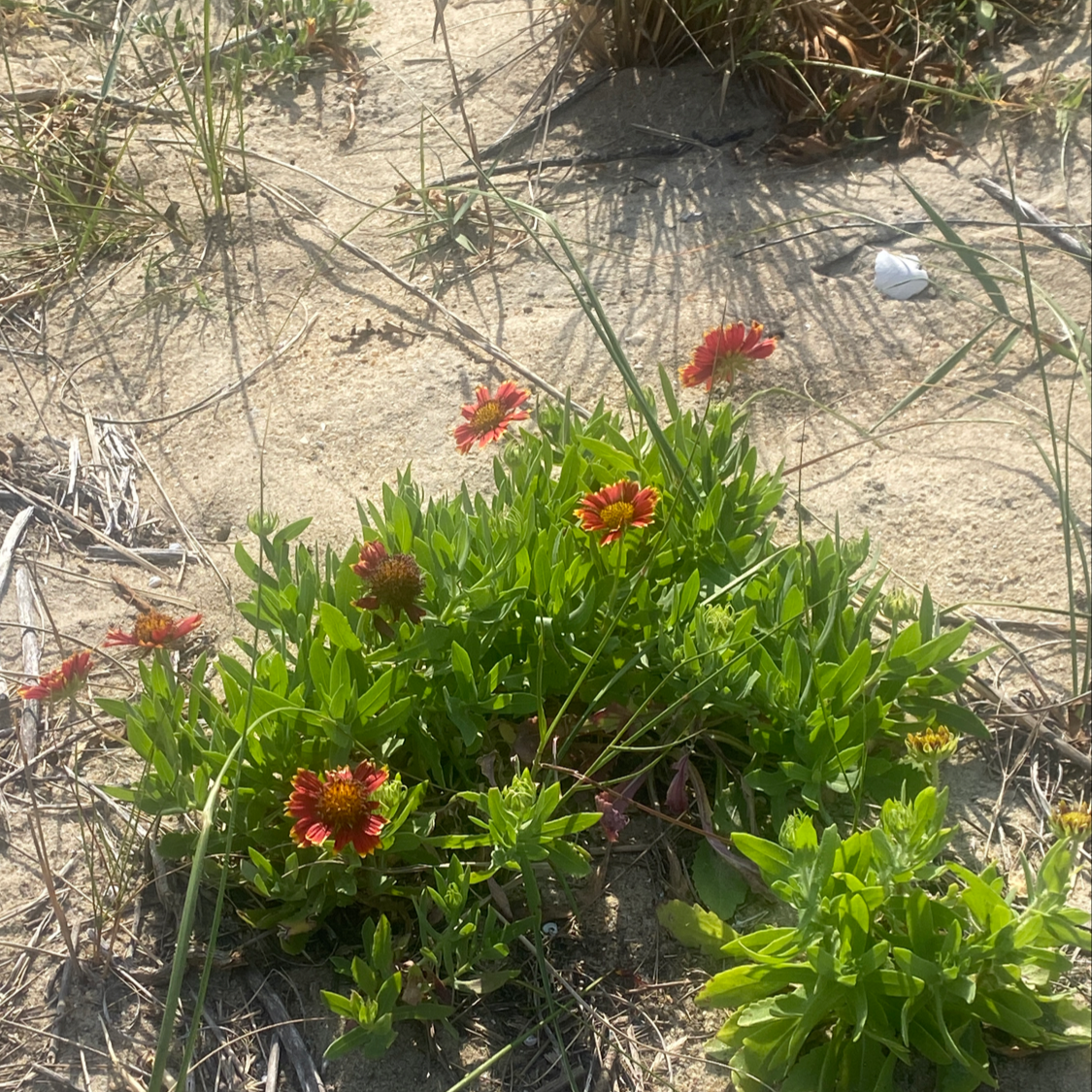 Indian Blanket plant photo by Cora rose named Kesha on Greg, the plant care app.