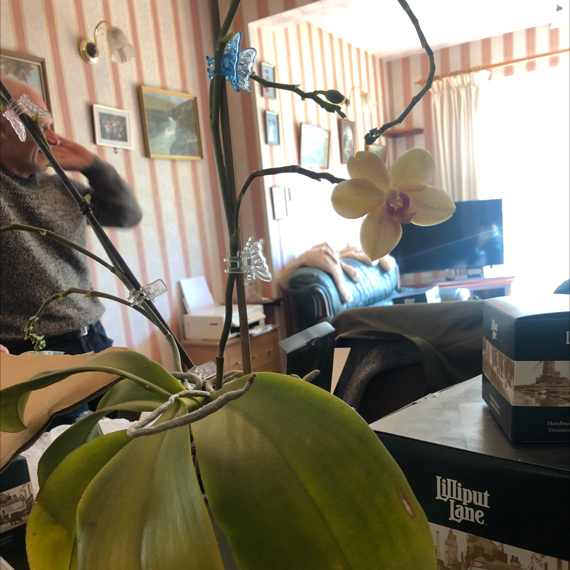 Photo of the plant species Imperial Fritillary by Dean named Your plant on Greg, the plant care app