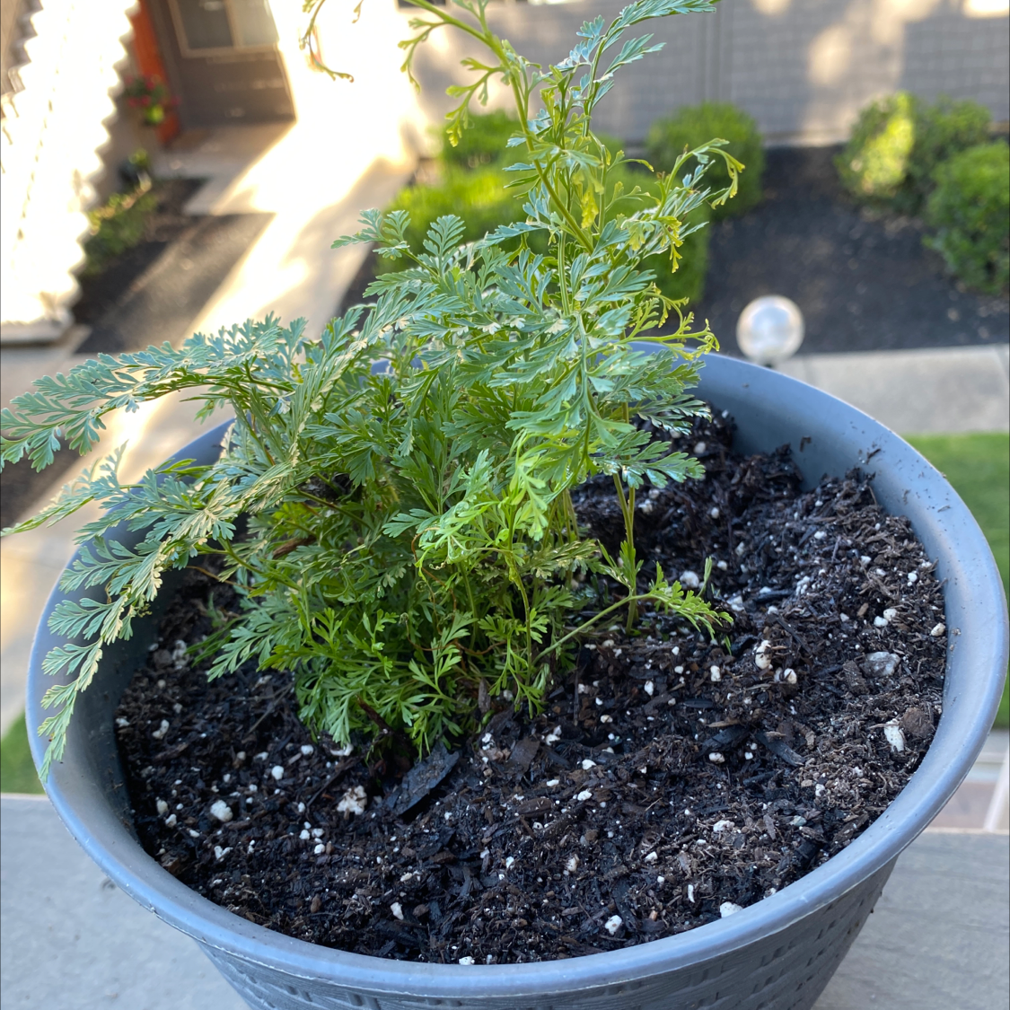 Potted Wild Carrot plant with finely divided leaves, healthy appearance, and visible soil.