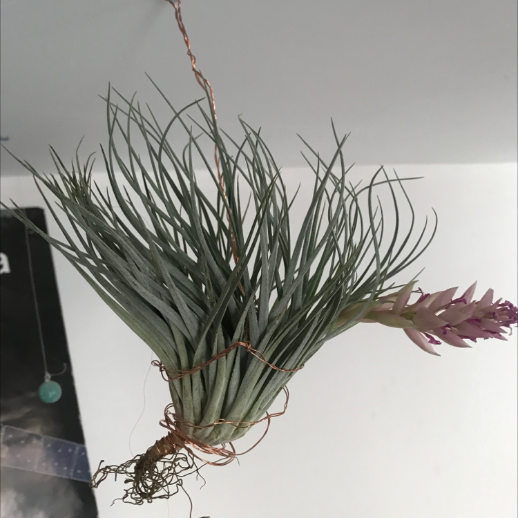 Photo of the plant species Tillandsia gardneri by Eibh named Sigmund on Greg, the plant care app