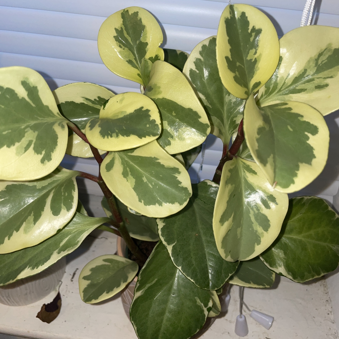 Baby Rubber Plant plant photo by @DericaRenee named Winnie on Greg, the plant care app.