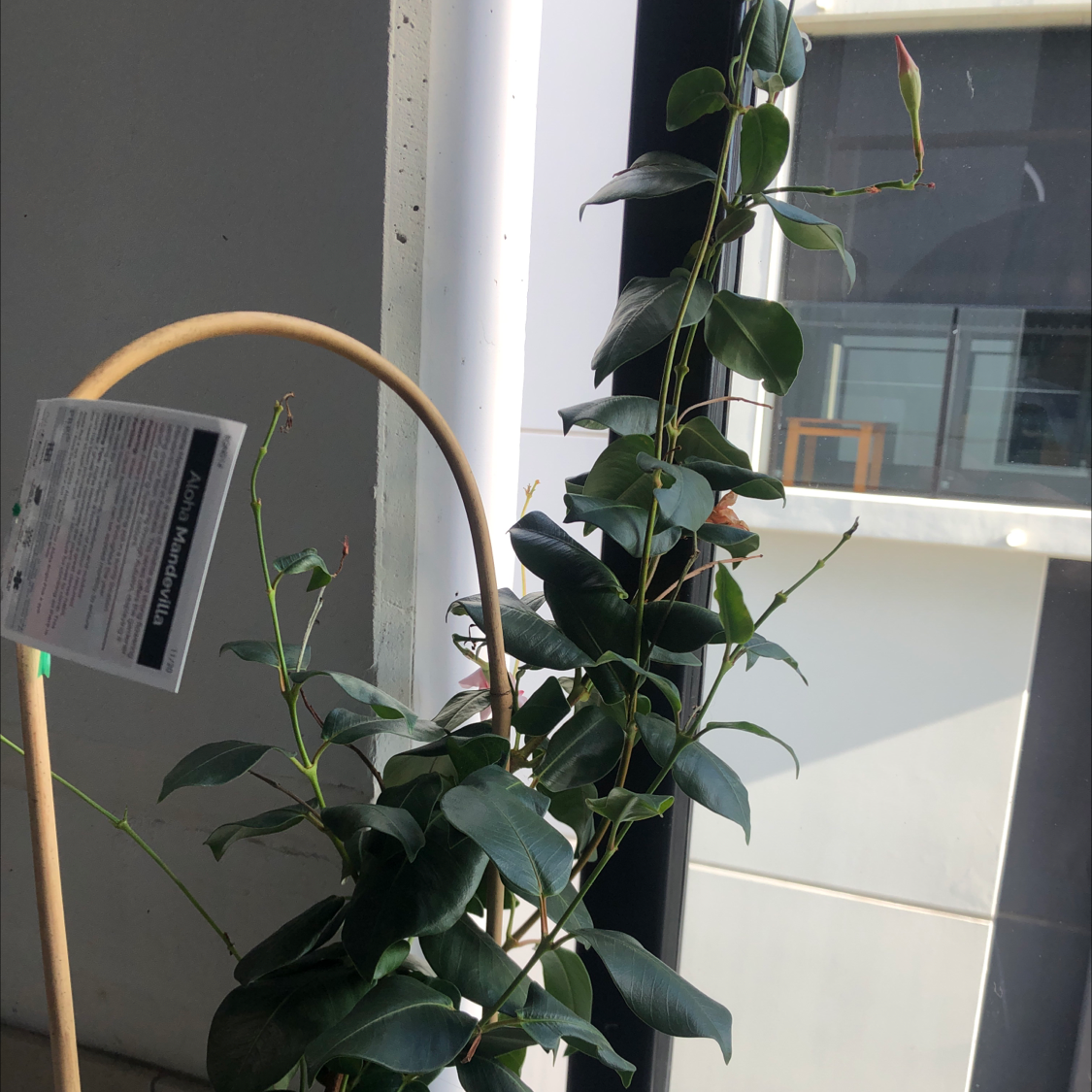 Photo of the plant species Brazilian Jasmine by @taylatooturnt named Villa on Greg, the plant care app
