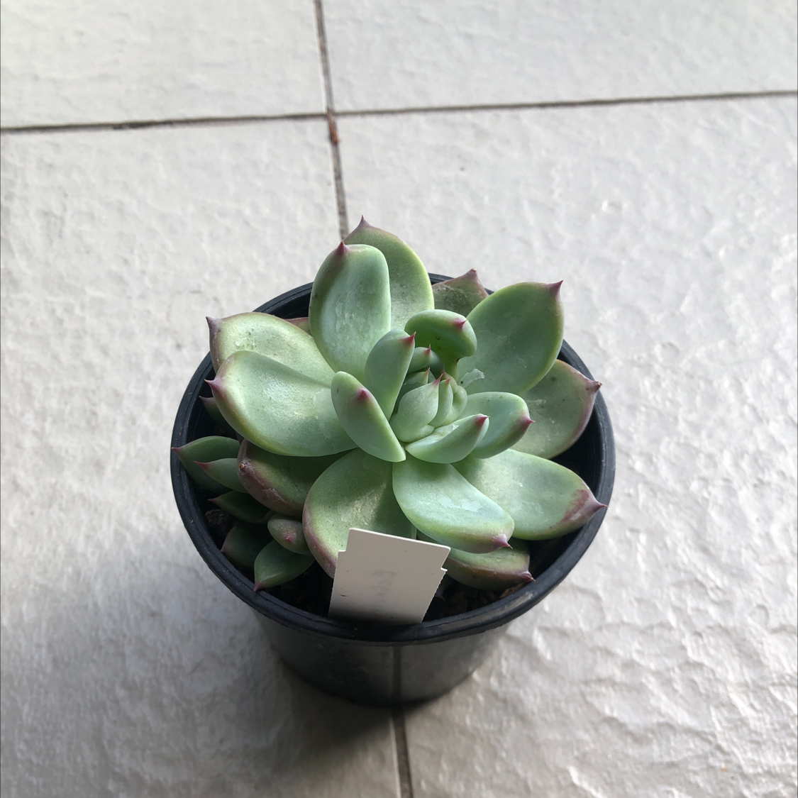 Potted Echeveria colorata succulent with green leaves and reddish tips.