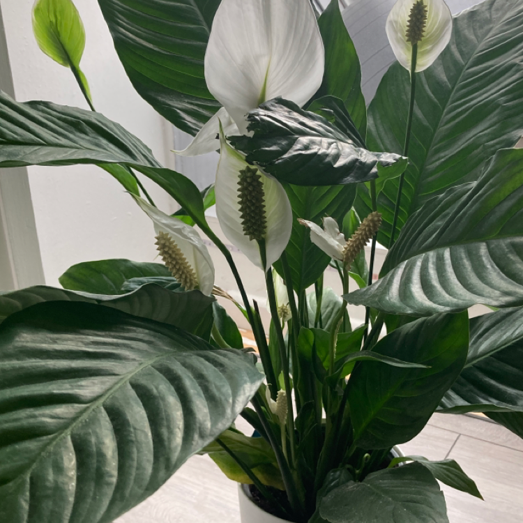 Peace Lily plant photo by @Samcase named Caseopia on Greg, the plant care app.