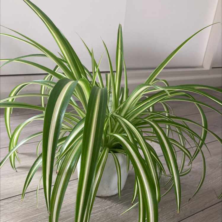 Spider Plant plant photo by @Samcase named Greta on Greg, the plant care app.