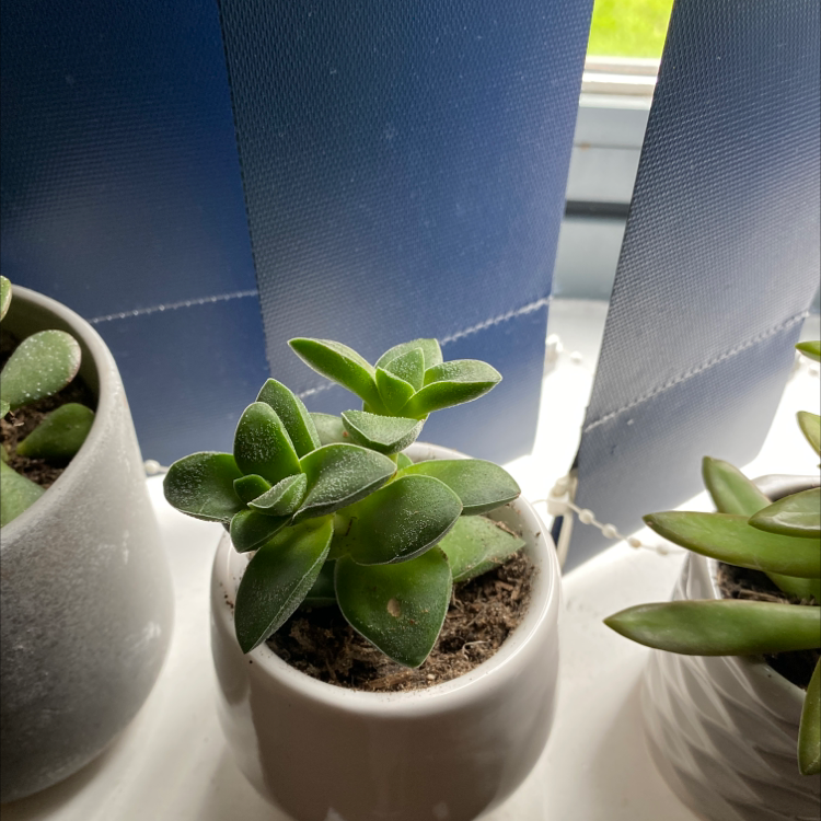 Graptoveria 'Fred Ives' succulent in a white pot on a windowsill, healthy green leaves.