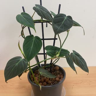Philodendron Micans plant in Perth, Western Australia