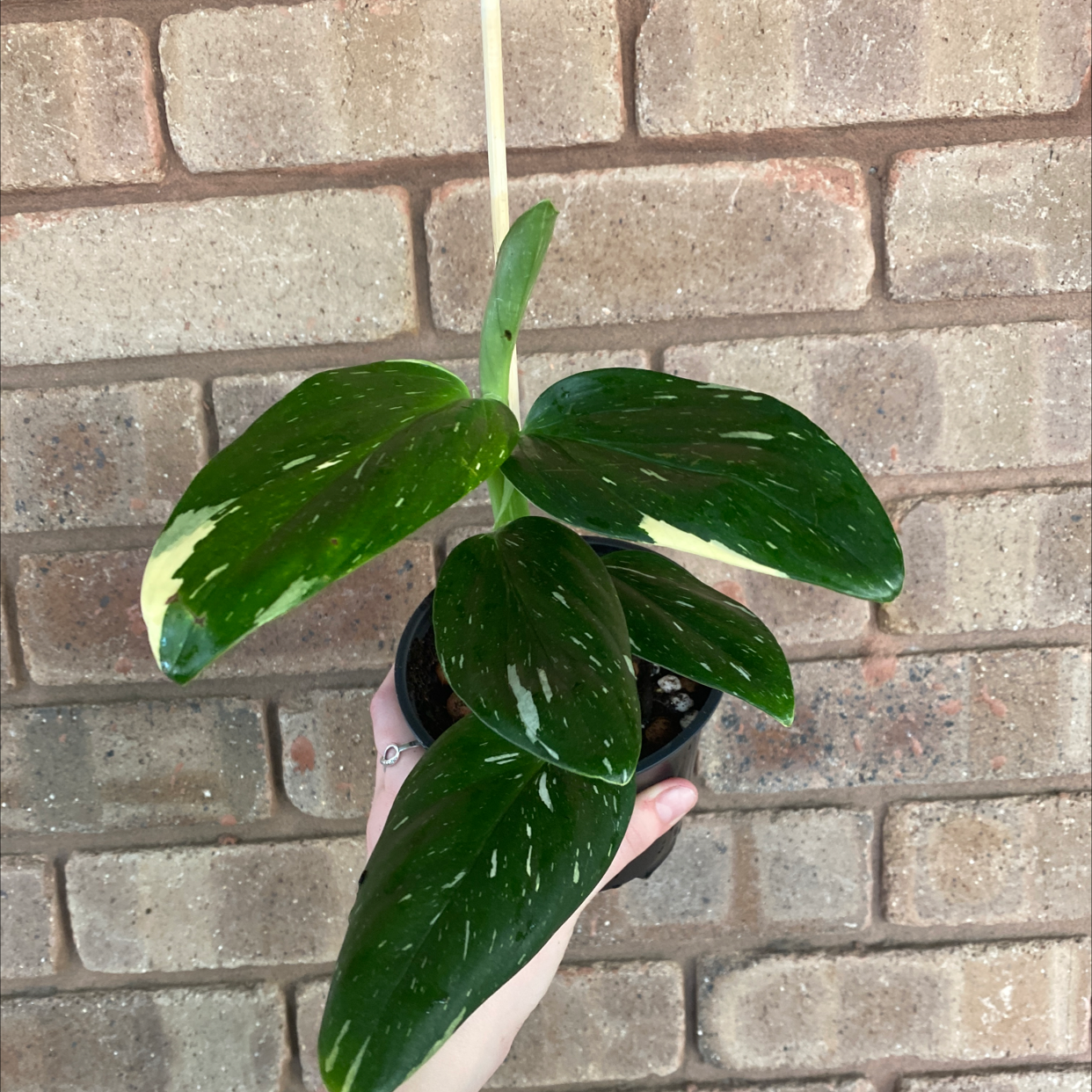Monstera Cobra plant with variegated leaves held by a hand against a brick wall.