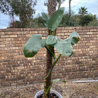 Silver Sword Philodendron plant in Perth, Western Australia