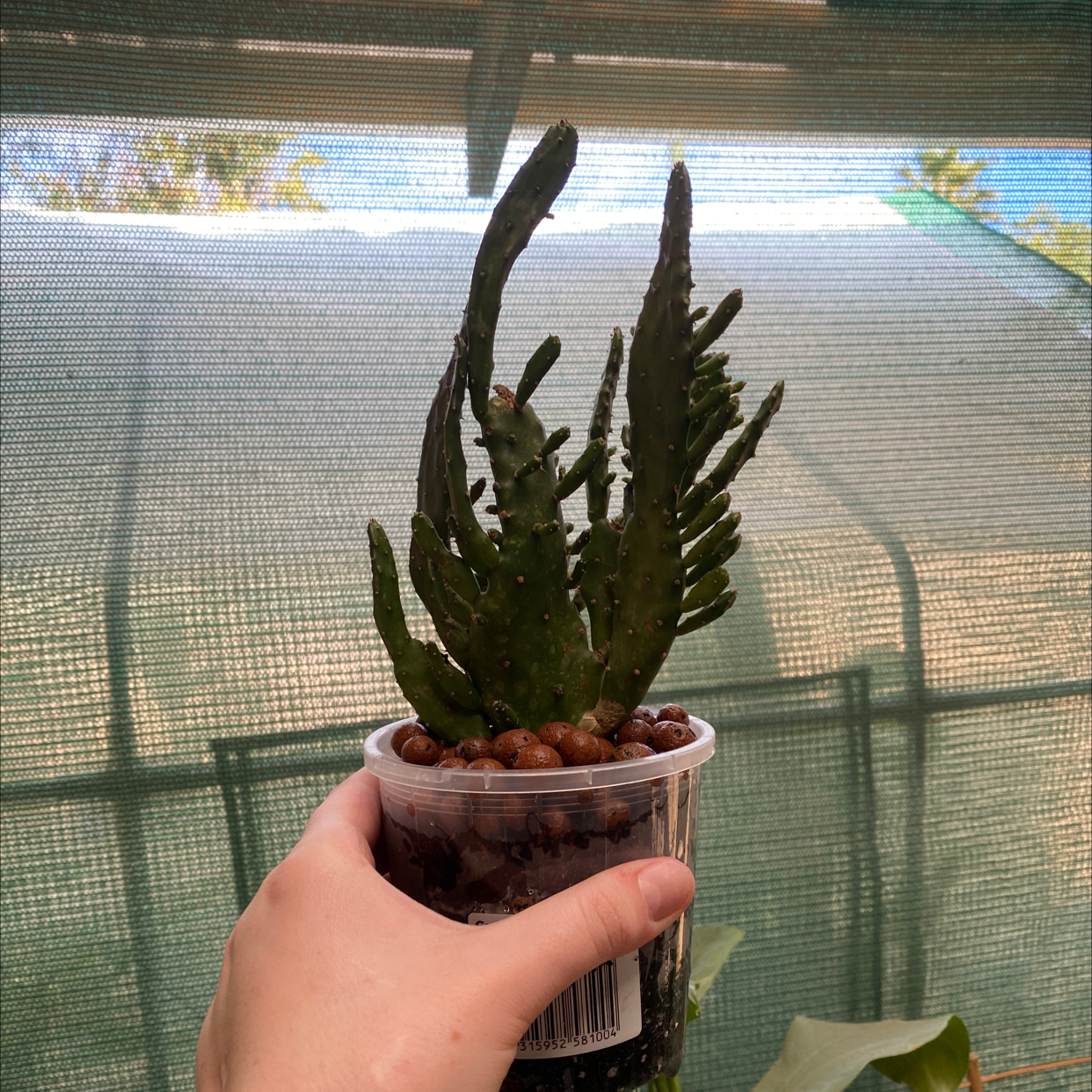 Photo of the plant species Barbary Fig by @alycia_maree named Prick on Greg, the plant care app