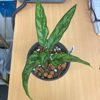 Chinese Evergreen plant in Perth, Western Australia