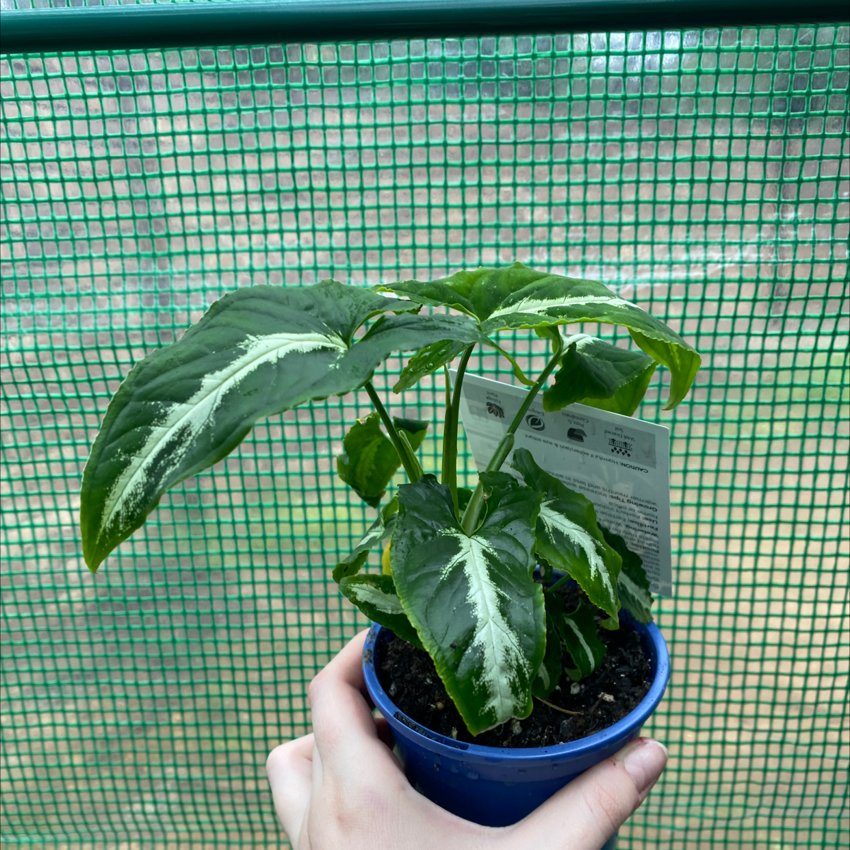 Syngonium wendlandii plant in a blue pot with visible soil, held by a hand.