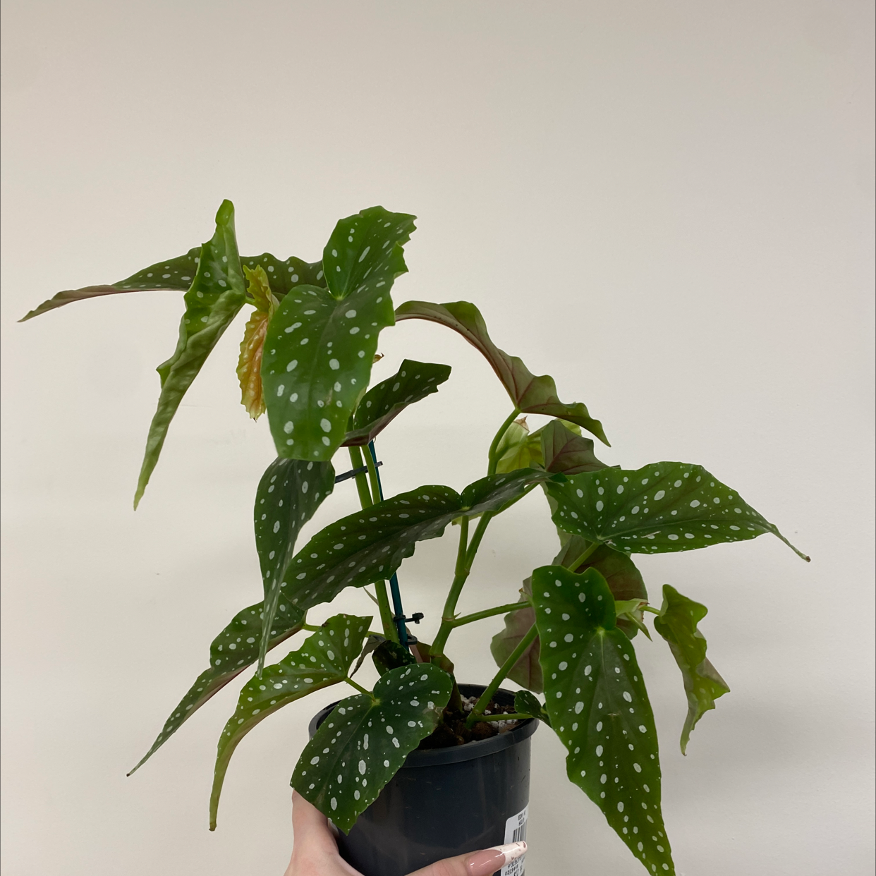 Polka Dot Begonia plant photo by @alycia_maree named Spot on Greg, the plant care app.