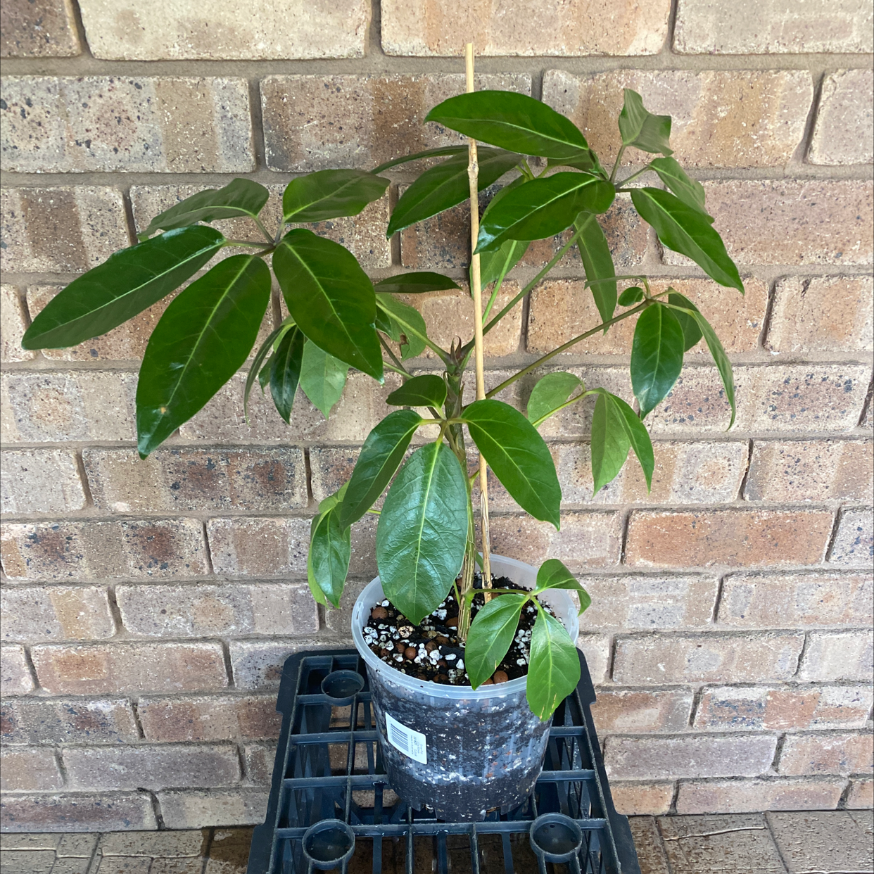 Photo of the plant species Alpine Schefflera by @alycia_maree named Alpine Jr on Greg, the plant care app