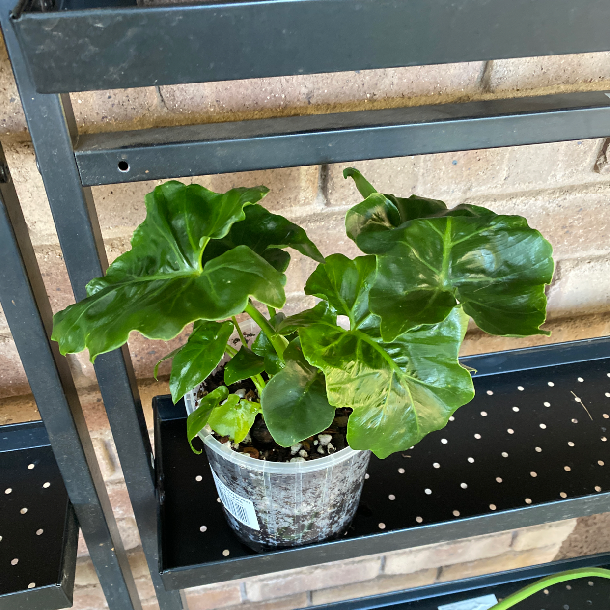 Philodendron 'Super Atom' plant in a clear plastic pot on a metal shelf.