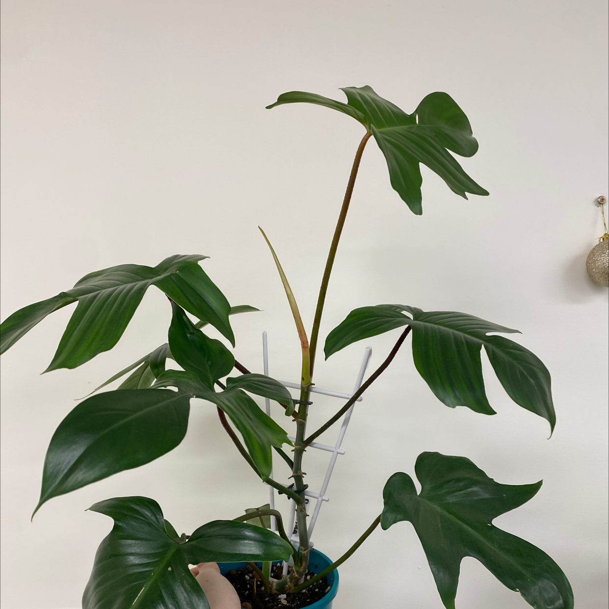 Photo of the plant species Philodendron 'Florida' by @alycia_maree named Florida on Greg, the plant care app