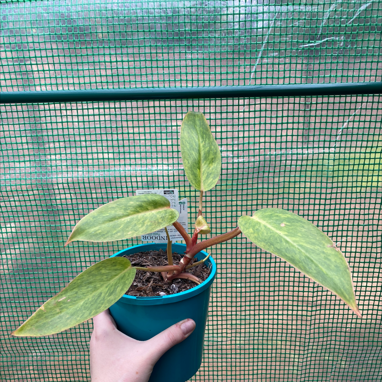 Philodendron 'Painted Lady' plant in a blue pot held by a hand, with a netted background.