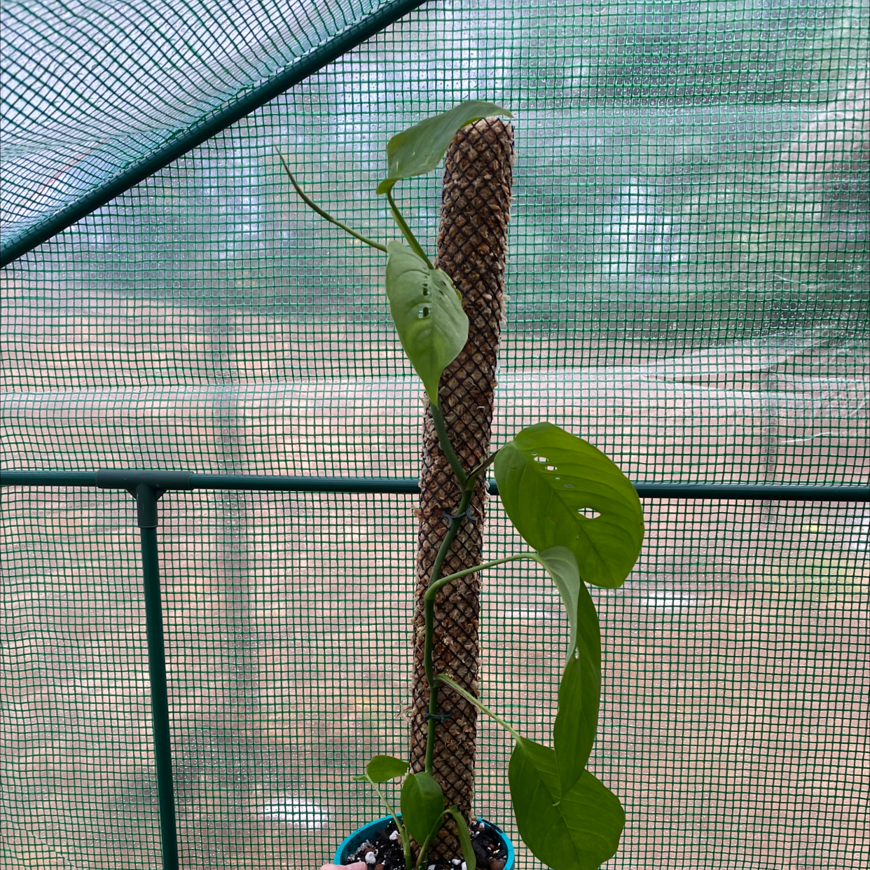 Monstera lechleriana plant climbing a support pole with healthy green leaves.