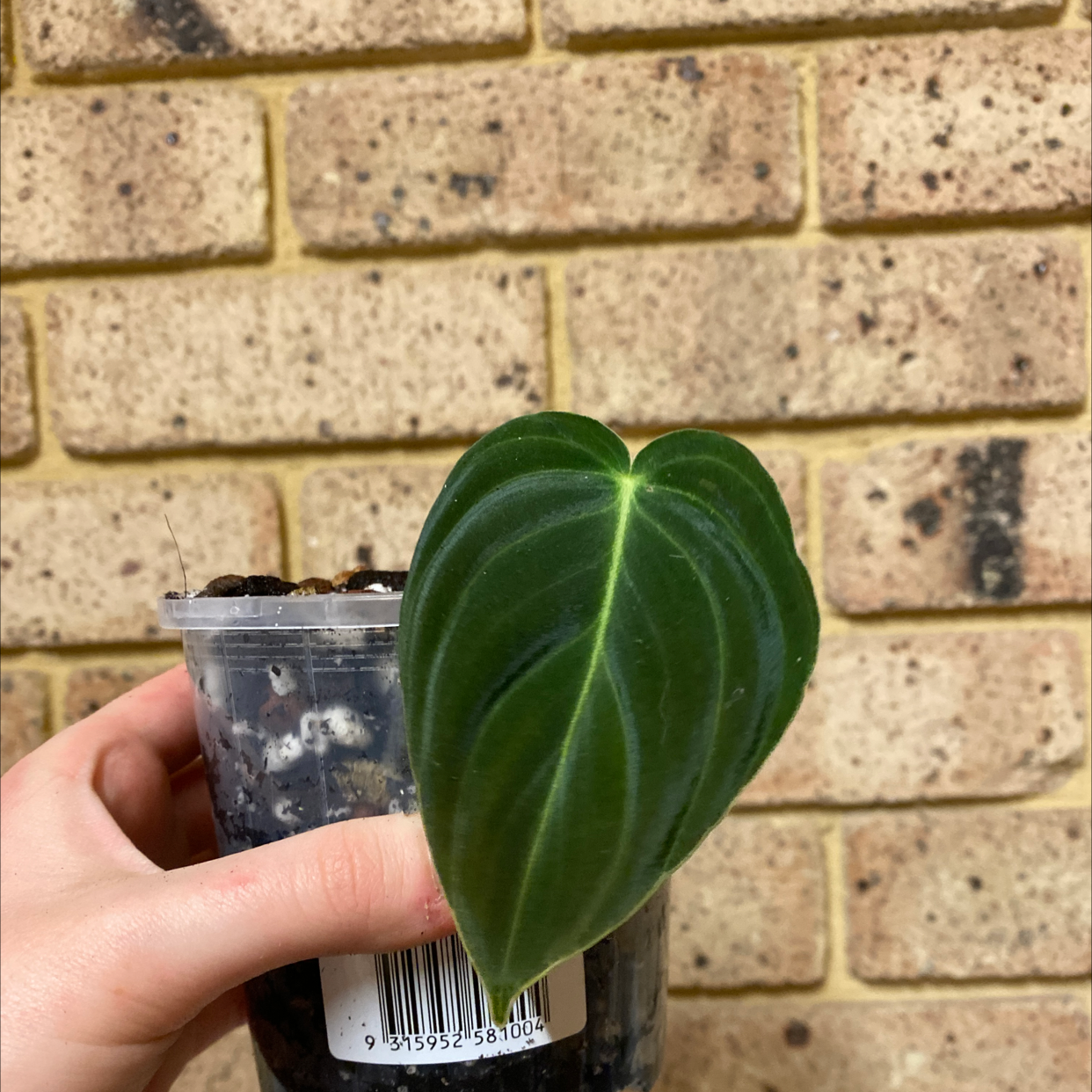 Philodendron melanochrysum x verrucosum plant in a clear plastic pot held by a hand.