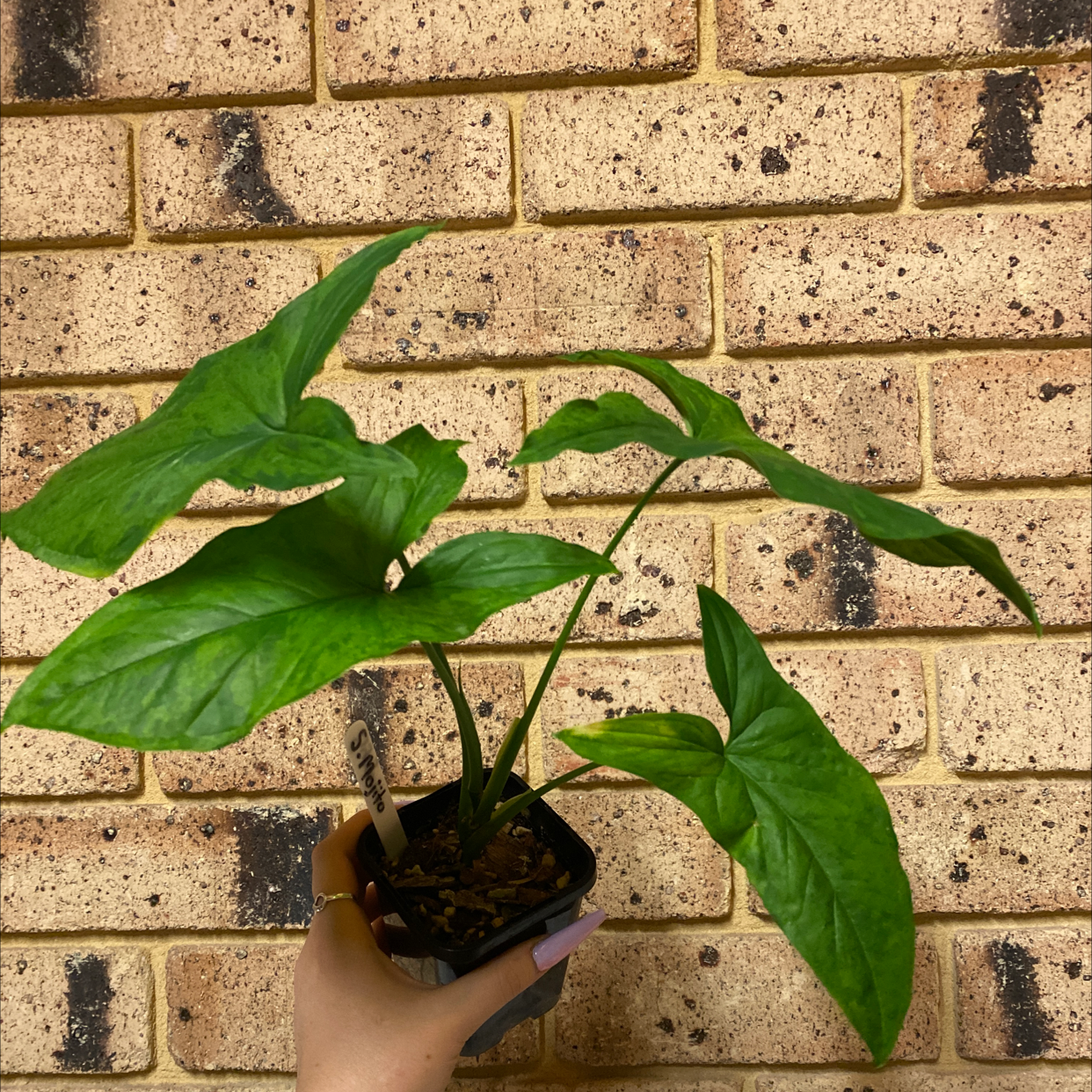 Photo of the plant species Syngonium podophyllum 'Mojito' by @alycia_maree named Mojito on Greg, the plant care app