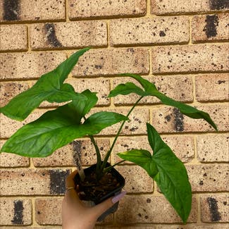 Syngonium podophyllum 'Mojito' plant in Perth, Western Australia