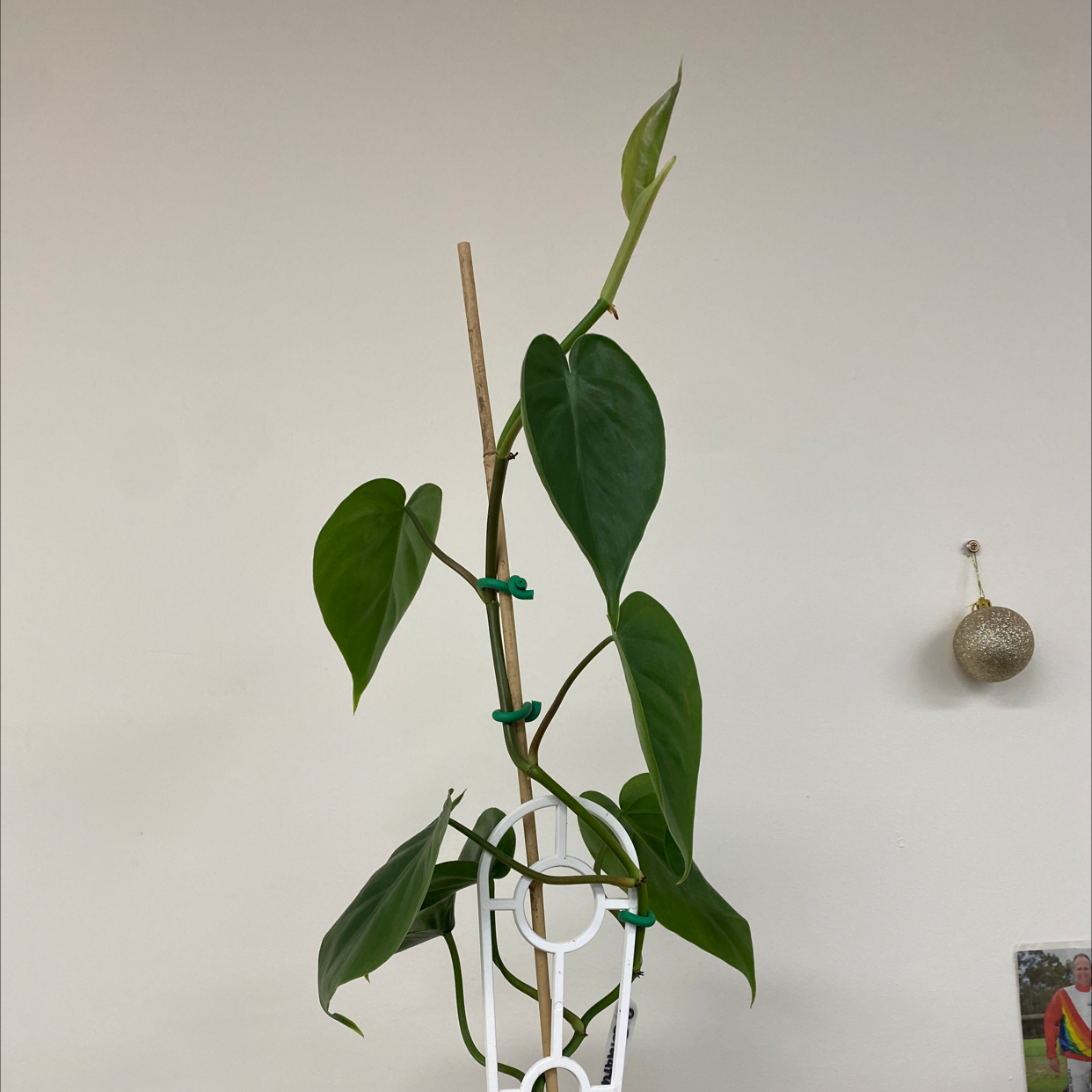 Philodendron cordatum plant with healthy green leaves supported by a stake.