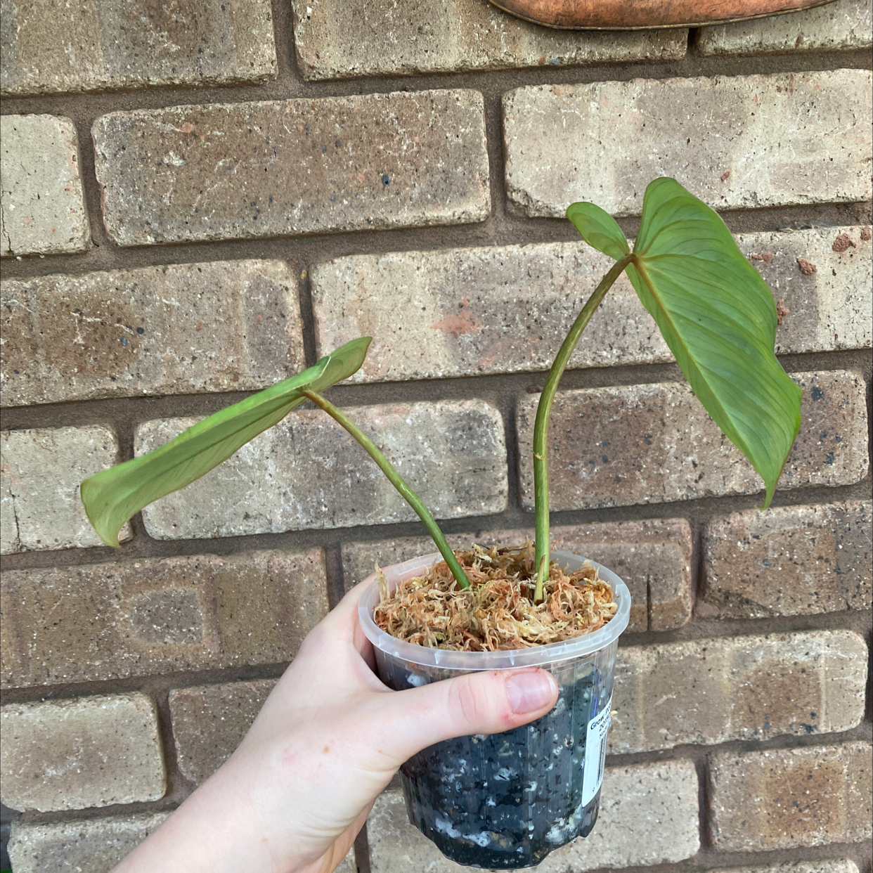 Philodendron gloriosum plant in a clear plastic pot held by a hand, with a brick wall background.