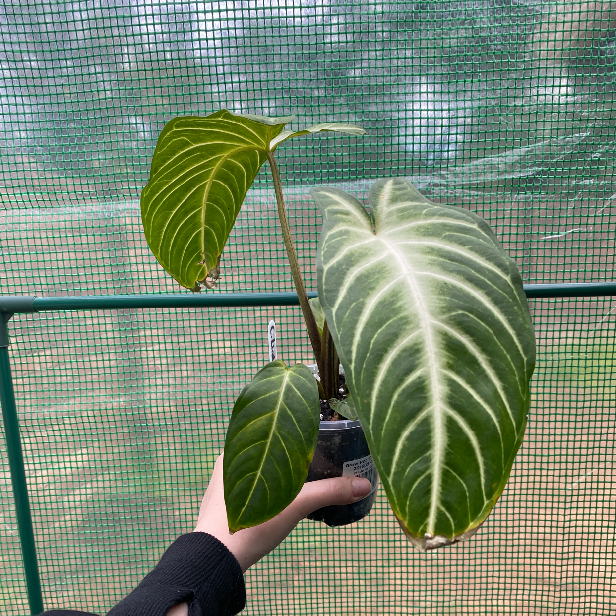 Photo of the plant species Caladium lindenii 'Magnificum' by @alycia_maree named Lenny on Greg, the plant care app