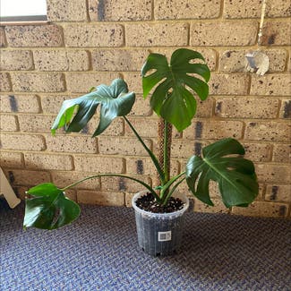 Monstera plant in Perth, Western Australia