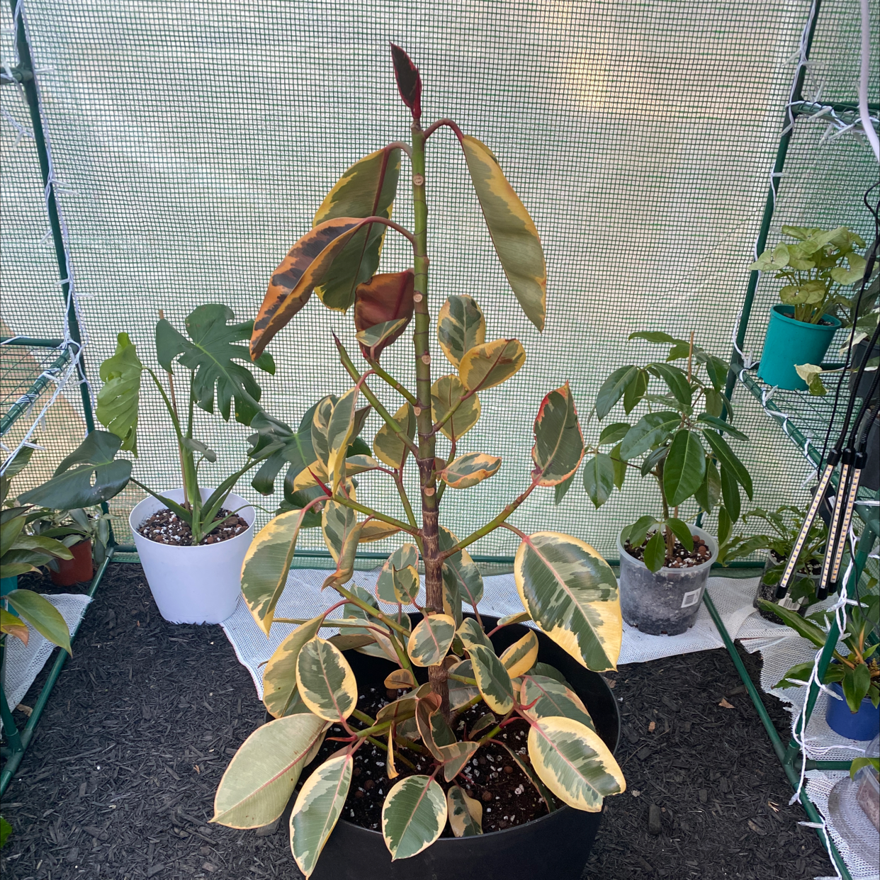 Rubber Plant plant photo by @alycia_maree named Ruby on Greg, the plant care app.