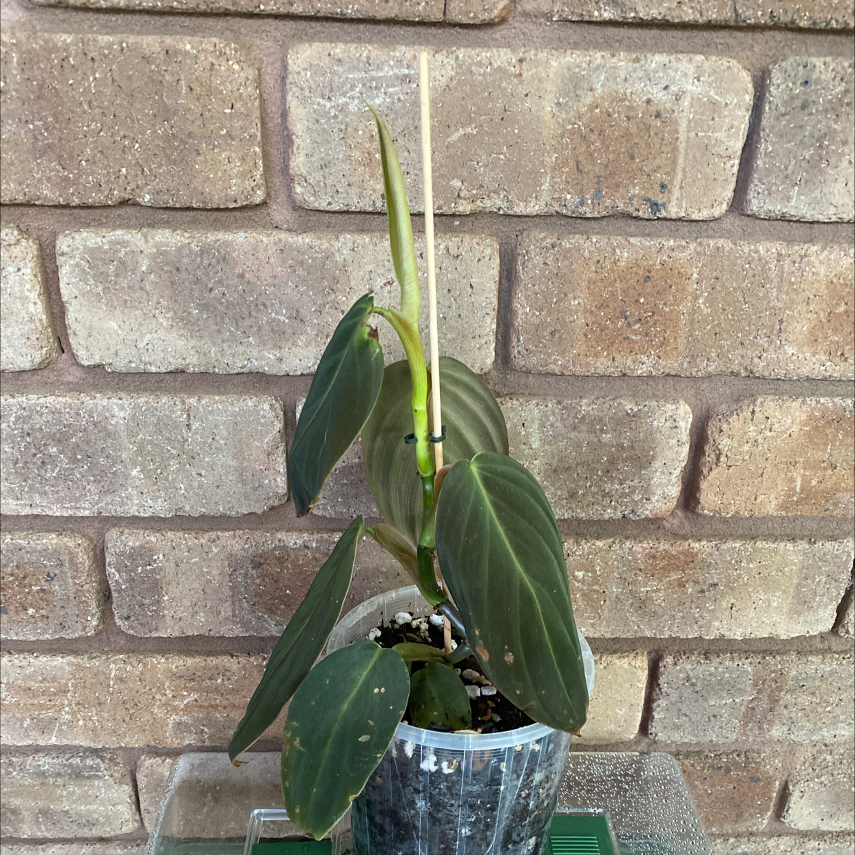 Philodendron gigas plant in a clear pot with dark green leaves, supported by a wooden stick.