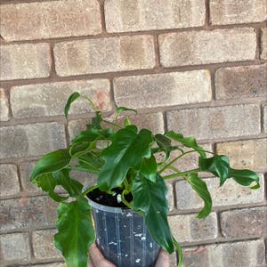 Philodendron Xanadu plant photo by @alycia_maree named Xanadu on Greg, the plant care app.