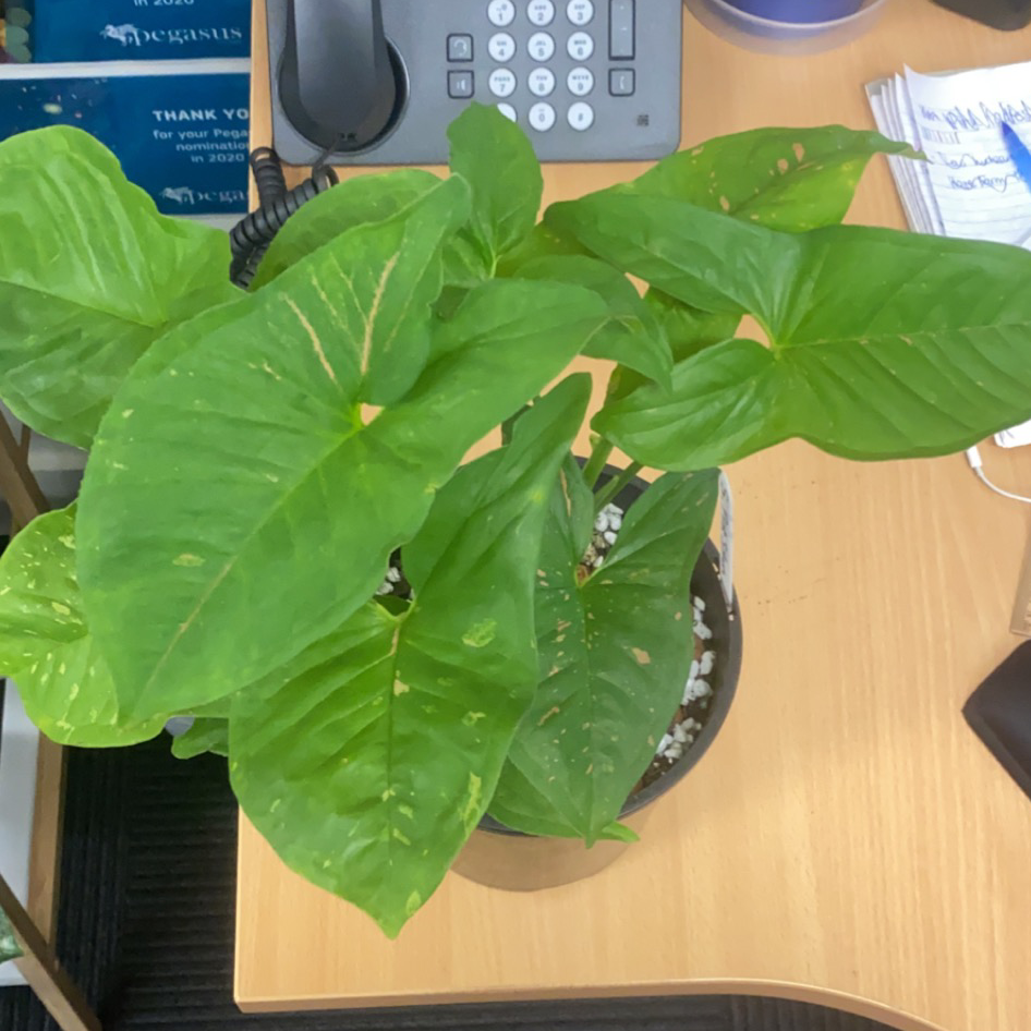 Photo of the plant species Pink Splash Arrowhead Vine by @alycia_maree named Pinky on Greg, the plant care app