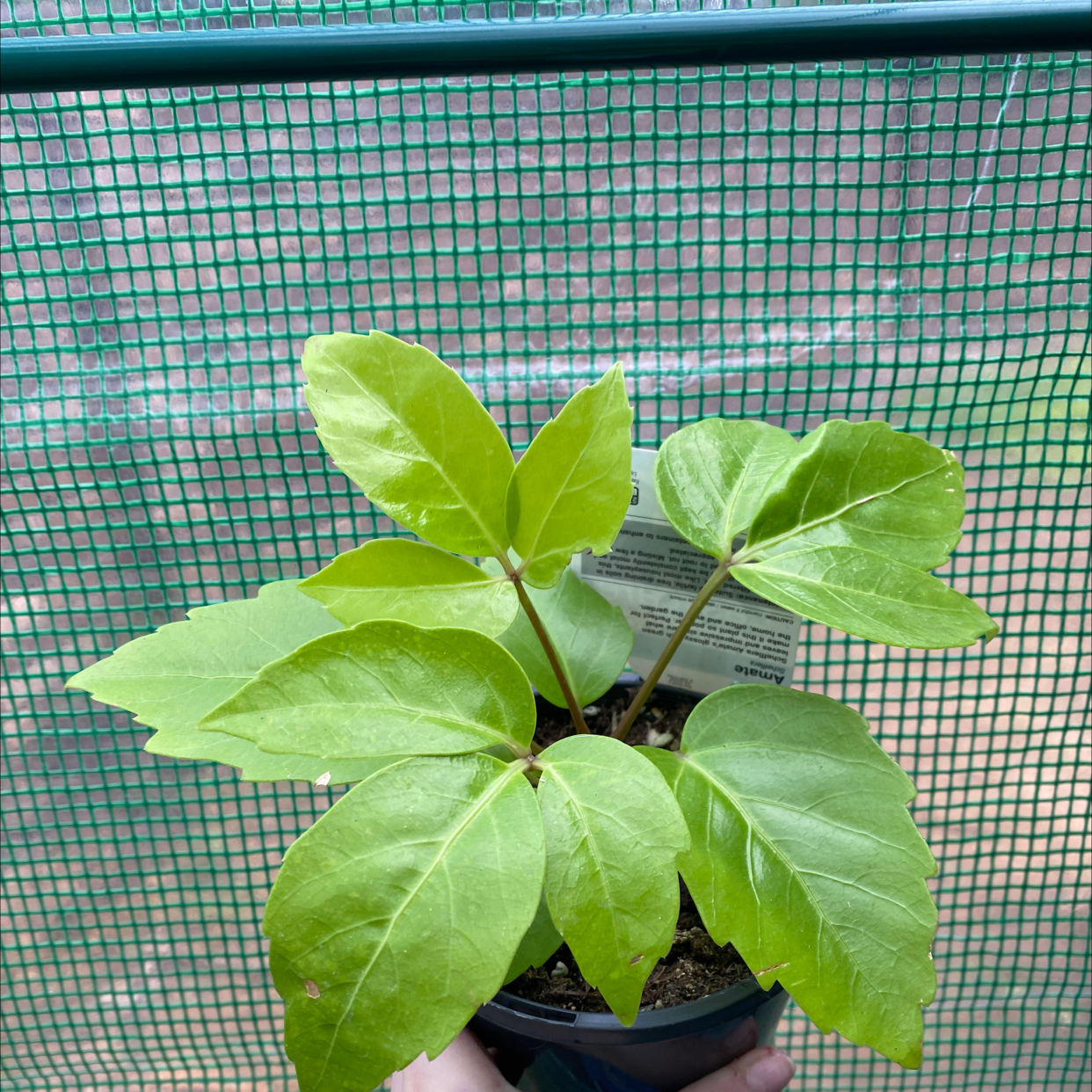 Photo of the plant species Alpine Schefflera by @alycia_maree named Yellow on Greg, the plant care app