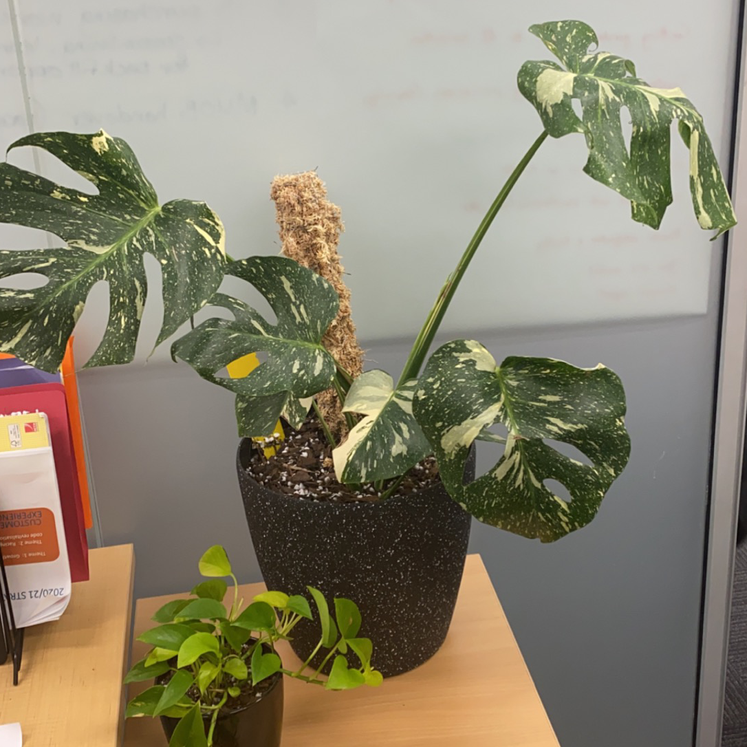Photo of the plant species Thai Constellation Monstera by @alycia_maree named Connie on Greg, the plant care app