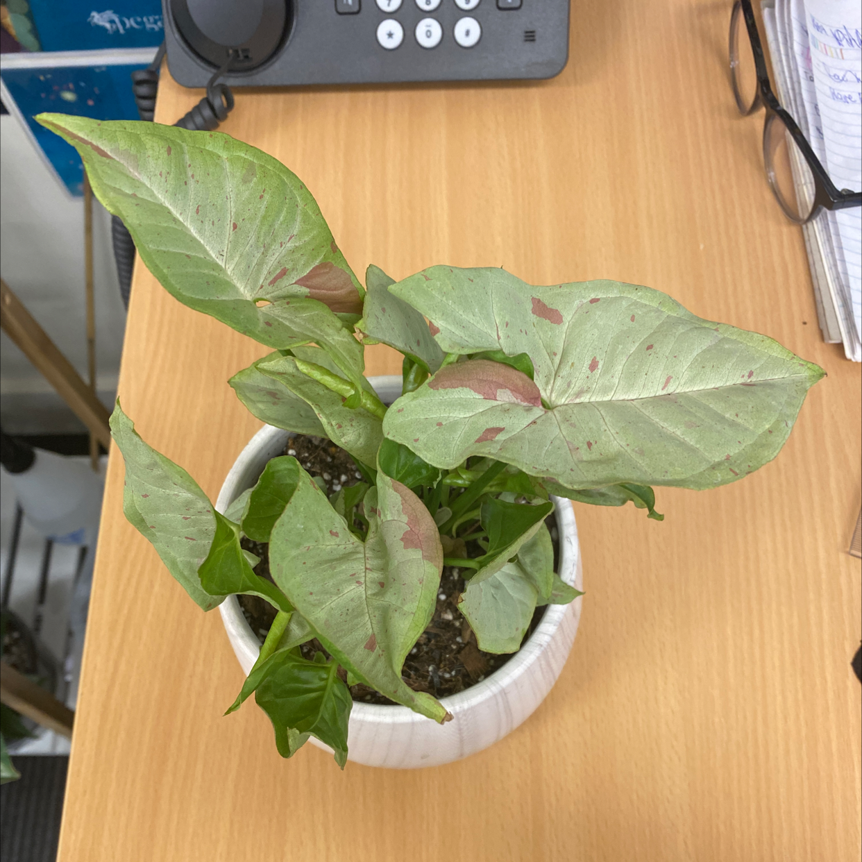Potted Confetti Syngonium plant with green leaves and pinkish patches on a wooden desk.