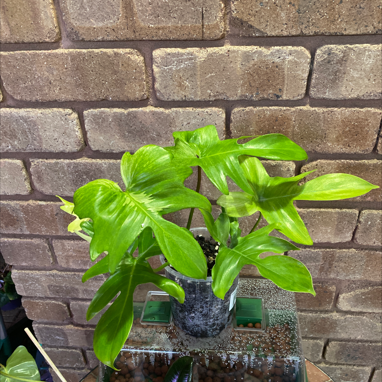 Photo of the plant species Philodendron 'Florida Ghost' by @alycia_maree named Ghost on Greg, the plant care app