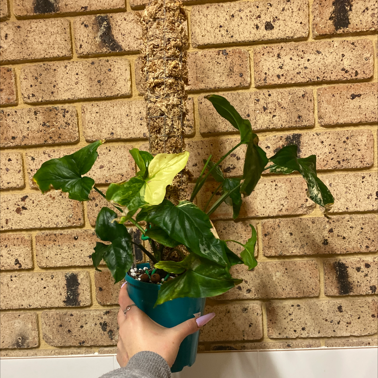 Variegated Arrowhead Vine plant photo by @alycia_maree named The twins on Greg, the plant care app.