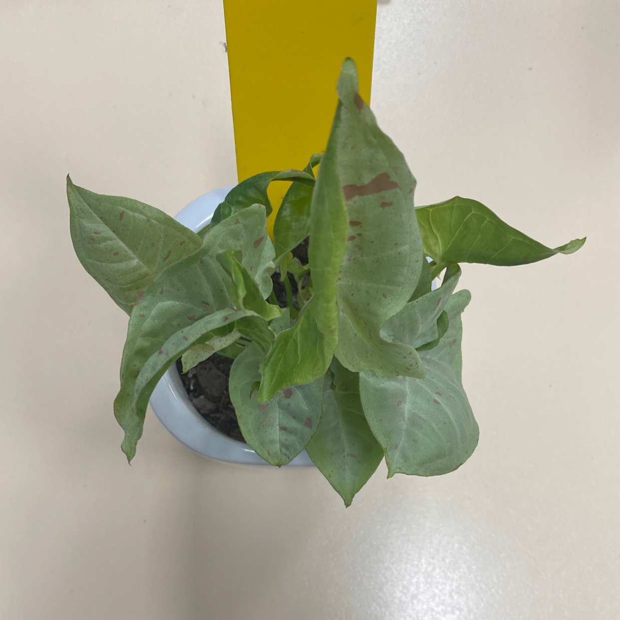 Potted Confetti Syngonium plant with some browning leaves.
