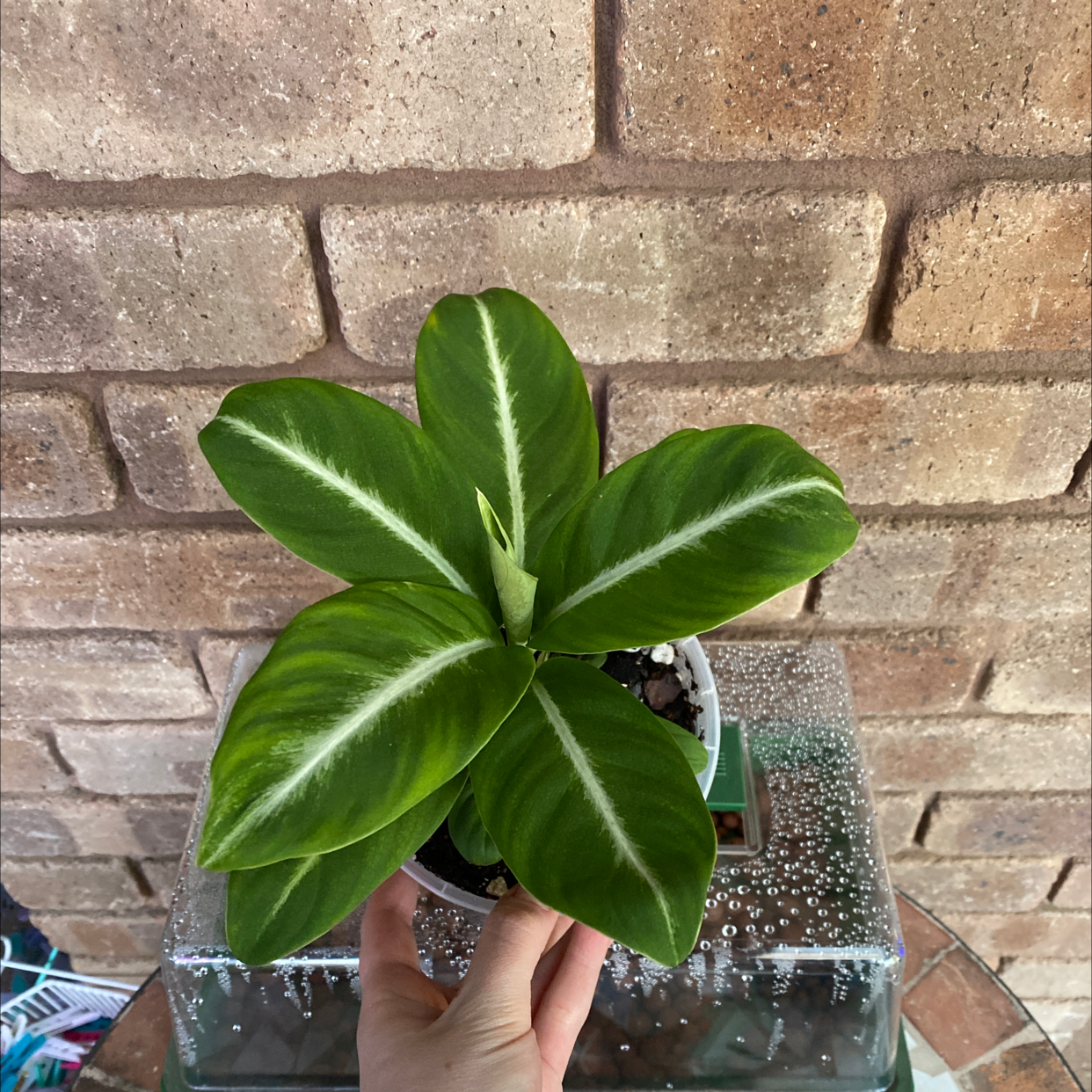 Photo of the plant species Snowflower by @alycia_maree named Lightning on Greg, the plant care app