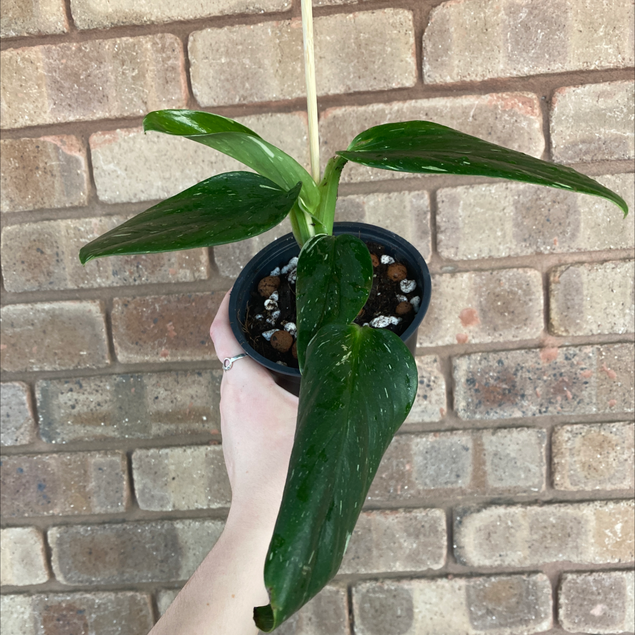 Monstera Cobra plant in a small pot held by a hand, with visible soil.