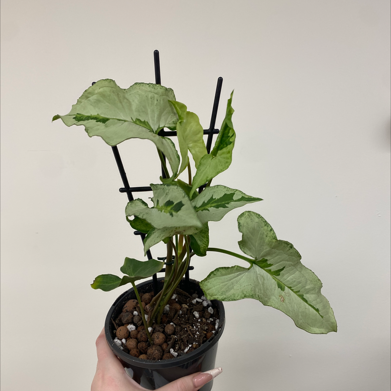 Photo of the plant species Three Kings Syngonium by @alycia_maree named The King on Greg, the plant care app