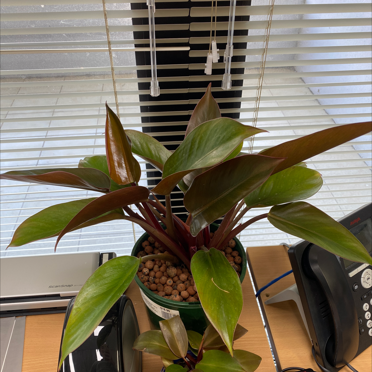 Photo of the plant species Philodendron 'Red Congo' by @alycia_maree named King Kong on Greg, the plant care app