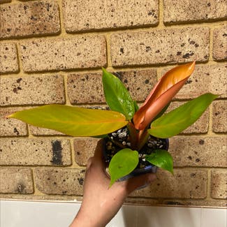 Philodendron Prince of Orange plant in Perth, Western Australia