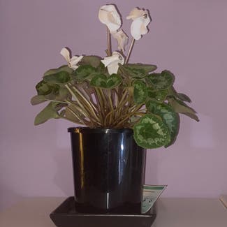 Persian Cyclamen plant in Putney, New South Wales