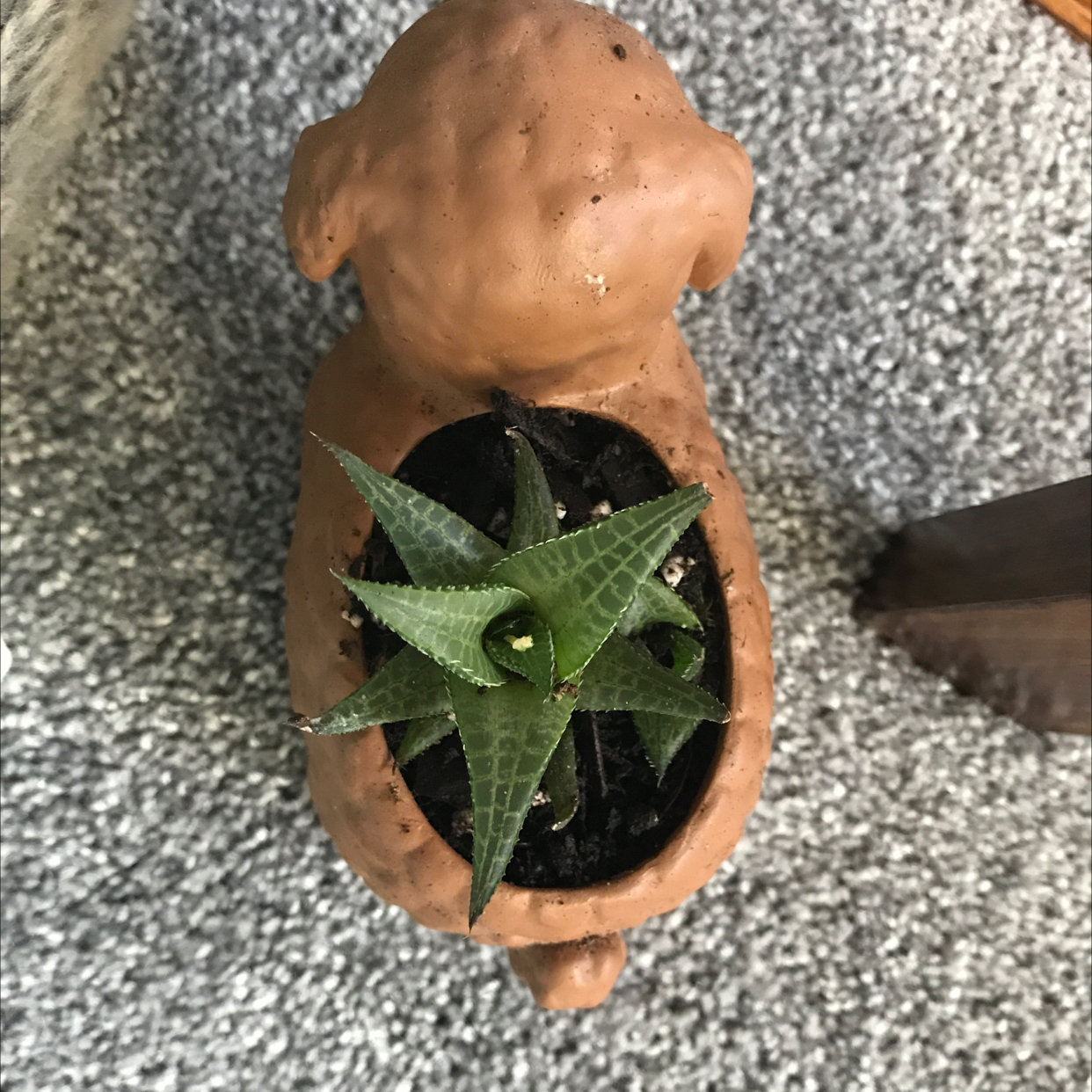 Photo of the plant species Haworthia venosa by @BethS named Lizzo on Greg, the plant care app